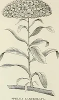 Picture 49 of 96 from Descriptive catalogue of ornamental trees, shrubs, hardy perennial plants, etc. : twenty-fifth edition (1882), leaf 89