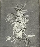 An illustration from Descriptive catalogue of ornamental trees, shrubs, hardy perennial plants, etc. : twenty-fifth edition (1882)
