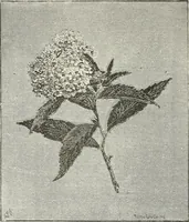 An illustration from Descriptive catalogue of ornamental trees, shrubs, hardy perennial plants, etc. : twenty-fifth edition (1882)