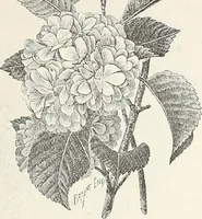 An illustration from Descriptive catalogue of ornamental trees, shrubs, hardy perennial plants, etc. : twenty-fifth edition (1882)