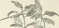 Picture 53 of 96 from Descriptive catalogue of ornamental trees, shrubs, hardy perennial plants, etc. : twenty-fifth edition (1882), leaf 93