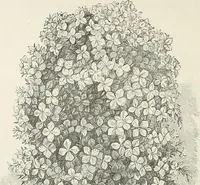 Picture 54 of 96 from Descriptive catalogue of ornamental trees, shrubs, hardy perennial plants, etc. : twenty-fifth edition (1882), leaf 99