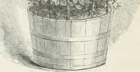 Picture 55 of 96 from Descriptive catalogue of ornamental trees, shrubs, hardy perennial plants, etc. : twenty-fifth edition (1882), leaf 99