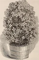 An illustration from Descriptive catalogue of ornamental trees, shrubs, roses, etc., : cultivated and for sale at the Mount Hope Nurseries, Rochester, N.Y (1886)