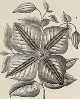 An illustration from Descriptive catalogue of ornamental trees, shrubs, roses, etc., : cultivated and for sale at the Mount Hope Nurseries, Rochester, N.Y (1886)