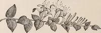 An illustration from Descriptive catalogue of ornamental trees, shrubs, roses, etc., : cultivated and for sale at the Mount Hope Nurseries, Rochester, N.Y (1886)