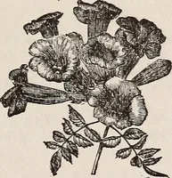 An illustration from Descriptive catalogue of ornamental trees, shrubs, roses, etc., : cultivated and for sale at the Mount Hope Nurseries, Rochester, N.Y (1886)