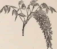 An illustration from Descriptive catalogue of ornamental trees, shrubs, roses, etc., : cultivated and for sale at the Mount Hope Nurseries, Rochester, N.Y (1886)
