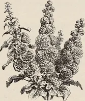 An illustration from Descriptive catalogue of ornamental trees, shrubs, roses, etc., : cultivated and for sale at the Mount Hope Nurseries, Rochester, N.Y (1886)