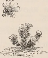 An illustration from Descriptive catalogue of ornamental trees, shrubs, roses, etc., : cultivated and for sale at the Mount Hope Nurseries, Rochester, N.Y (1886)