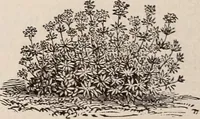 An illustration from Descriptive catalogue of ornamental trees, shrubs, roses, etc., : cultivated and for sale at the Mount Hope Nurseries, Rochester, N.Y (1886)
