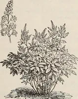 An illustration from Descriptive catalogue of ornamental trees, shrubs, roses, etc., : cultivated and for sale at the Mount Hope Nurseries, Rochester, N.Y (1886)