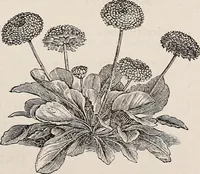 An illustration from Descriptive catalogue of ornamental trees, shrubs, roses, etc., : cultivated and for sale at the Mount Hope Nurseries, Rochester, N.Y (1886)