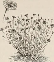An illustration from Descriptive catalogue of ornamental trees, shrubs, roses, etc., : cultivated and for sale at the Mount Hope Nurseries, Rochester, N.Y (1886)