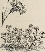 An illustration from Descriptive catalogue of ornamental trees, shrubs, roses, etc., : cultivated and for sale at the Mount Hope Nurseries, Rochester, N.Y (1886)