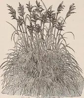 An illustration from Descriptive catalogue of ornamental trees, shrubs, roses, etc., : cultivated and for sale at the Mount Hope Nurseries, Rochester, N.Y (1886)