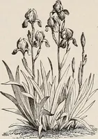 An illustration from Descriptive catalogue of ornamental trees, shrubs, roses, etc., : cultivated and for sale at the Mount Hope Nurseries, Rochester, N.Y (1886)