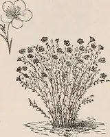 An illustration from Descriptive catalogue of ornamental trees, shrubs, roses, etc., : cultivated and for sale at the Mount Hope Nurseries, Rochester, N.Y (1886)
