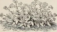 An illustration from Descriptive catalogue of ornamental trees, shrubs, roses, etc., : cultivated and for sale at the Mount Hope Nurseries, Rochester, N.Y (1886)