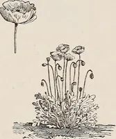 An illustration from Descriptive catalogue of ornamental trees, shrubs, roses, etc., : cultivated and for sale at the Mount Hope Nurseries, Rochester, N.Y (1886)