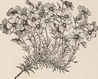 An illustration from Descriptive catalogue of ornamental trees, shrubs, roses, etc., : cultivated and for sale at the Mount Hope Nurseries, Rochester, N.Y (1886)