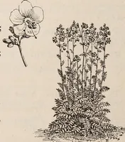 An illustration from Descriptive catalogue of ornamental trees, shrubs, roses, etc., : cultivated and for sale at the Mount Hope Nurseries, Rochester, N.Y (1886)