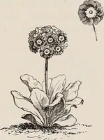 An illustration from Descriptive catalogue of ornamental trees, shrubs, roses, etc., : cultivated and for sale at the Mount Hope Nurseries, Rochester, N.Y (1886)