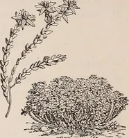 An illustration from Descriptive catalogue of ornamental trees, shrubs, roses, etc., : cultivated and for sale at the Mount Hope Nurseries, Rochester, N.Y (1886)
