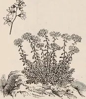 An illustration from Descriptive catalogue of ornamental trees, shrubs, roses, etc., : cultivated and for sale at the Mount Hope Nurseries, Rochester, N.Y (1886)