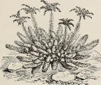 An illustration from Descriptive catalogue of ornamental trees, shrubs, roses, etc., : cultivated and for sale at the Mount Hope Nurseries, Rochester, N.Y (1886)
