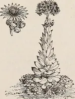 An illustration from Descriptive catalogue of ornamental trees, shrubs, roses, etc., : cultivated and for sale at the Mount Hope Nurseries, Rochester, N.Y (1886)