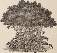 An illustration from Descriptive catalogue of ornamental trees, shrubs, roses, etc., : cultivated and for sale at the Mount Hope Nurseries, Rochester, N.Y (1886)
