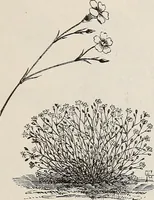 An illustration from Descriptive catalogue of ornamental trees, shrubs, roses, etc., : cultivated and for sale at the Mount Hope Nurseries, Rochester, N.Y (1886)