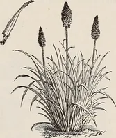 An illustration from Descriptive catalogue of ornamental trees, shrubs, roses, etc., : cultivated and for sale at the Mount Hope Nurseries, Rochester, N.Y (1886)