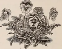 An illustration from Descriptive catalogue of ornamental trees, shrubs, roses, etc., : cultivated and for sale at the Mount Hope Nurseries, Rochester, N.Y (1886)