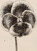 An illustration from Descriptive catalogue of ornamental trees, shrubs, roses, etc., : cultivated and for sale at the Mount Hope Nurseries, Rochester, N.Y (1886)