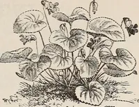An illustration from Descriptive catalogue of ornamental trees, shrubs, roses, etc., : cultivated and for sale at the Mount Hope Nurseries, Rochester, N.Y (1886)