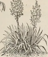An illustration from Descriptive catalogue of ornamental trees, shrubs, roses, etc., : cultivated and for sale at the Mount Hope Nurseries, Rochester, N.Y (1886)