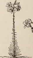 An illustration from Descriptive catalogue of ornamental trees, shrubs, roses, etc., : cultivated and for sale at the Mount Hope Nurseries, Rochester, N.Y (1886)