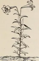 An illustration from Descriptive catalogue of ornamental trees, shrubs, roses, etc., : cultivated and for sale at the Mount Hope Nurseries, Rochester, N.Y (1886)