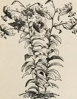 An illustration from Descriptive catalogue of ornamental trees, shrubs, roses, etc., : cultivated and for sale at the Mount Hope Nurseries, Rochester, N.Y (1886)