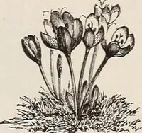 An illustration from Descriptive catalogue of ornamental trees, shrubs, roses, etc., : cultivated and for sale at the Mount Hope Nurseries, Rochester, N.Y (1886)