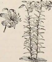 An illustration from Descriptive catalogue of ornamental trees, shrubs, roses, etc., : cultivated and for sale at the Mount Hope Nurseries, Rochester, N.Y (1886)