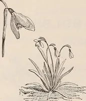 An illustration from Descriptive catalogue of ornamental trees, shrubs, roses, etc., : cultivated and for sale at the Mount Hope Nurseries, Rochester, N.Y (1886)