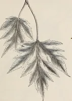 An illustration from Descriptive catalogue of ornamental trees, shrubs, roses, etc., : cultivated and for sale at the Mount Hope Nurseries, Rochester, N.Y (1886)