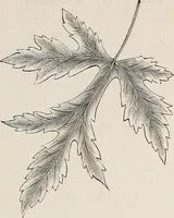 An illustration from Descriptive catalogue of ornamental trees, shrubs, roses, etc., : cultivated and for sale at the Mount Hope Nurseries, Rochester, N.Y (1886)