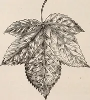 An illustration from Descriptive catalogue of ornamental trees, shrubs, roses, etc., : cultivated and for sale at the Mount Hope Nurseries, Rochester, N.Y (1886)