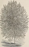 An illustration from Descriptive catalogue of ornamental trees, shrubs, roses, etc., : cultivated and for sale at the Mount Hope Nurseries, Rochester, N.Y (1886)