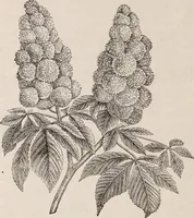 An illustration from Descriptive catalogue of ornamental trees, shrubs, roses, etc., : cultivated and for sale at the Mount Hope Nurseries, Rochester, N.Y (1886)
