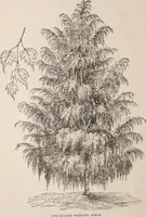 An illustration from Descriptive catalogue of ornamental trees, shrubs, roses, etc., : cultivated and for sale at the Mount Hope Nurseries, Rochester, N.Y (1886)